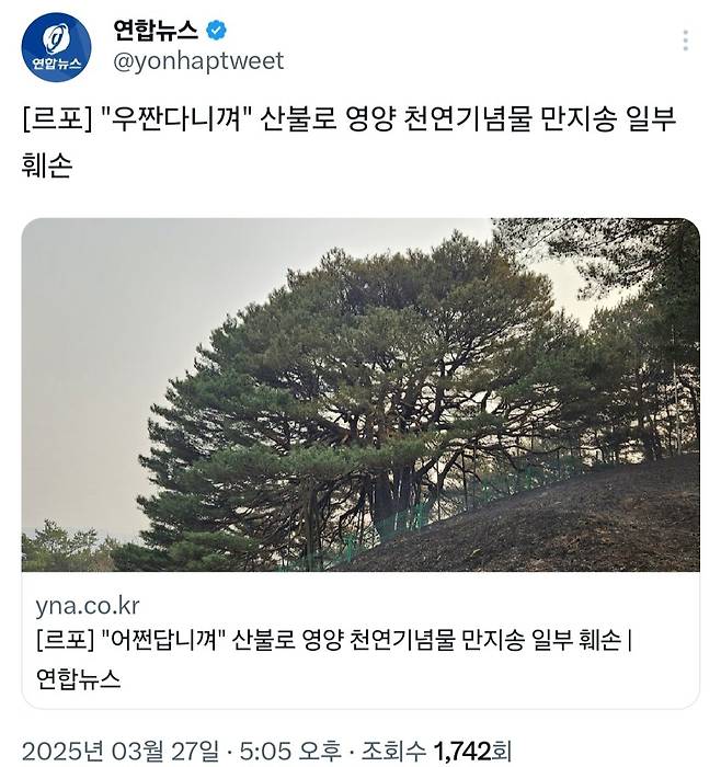 Screenshot_20250327_172021_X.jpg [르포] "우짠다니껴" 산불로 영양 천연기념물 만지송 일부 훼손