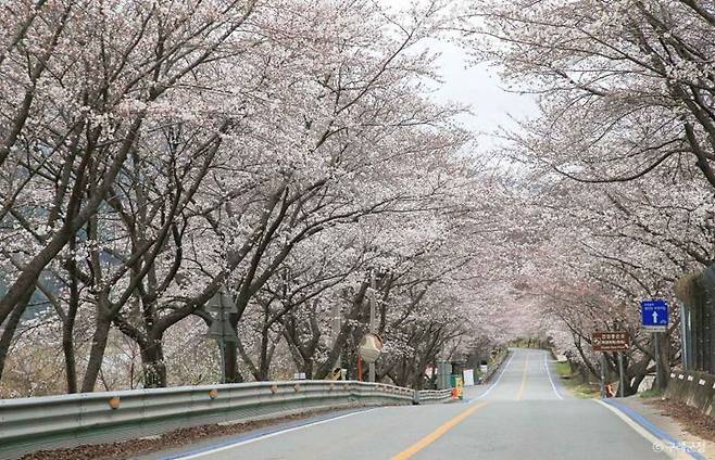 구례 300리 벚꽃길. 구례군 제공