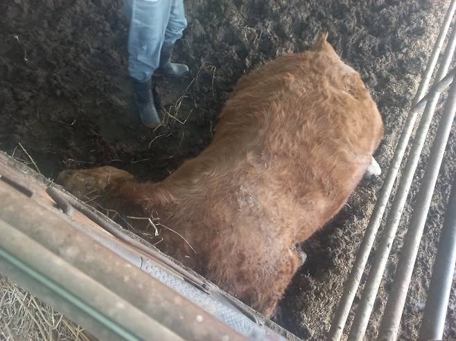 ▲ 감전으로 폐사한 한우 [연합뉴스]