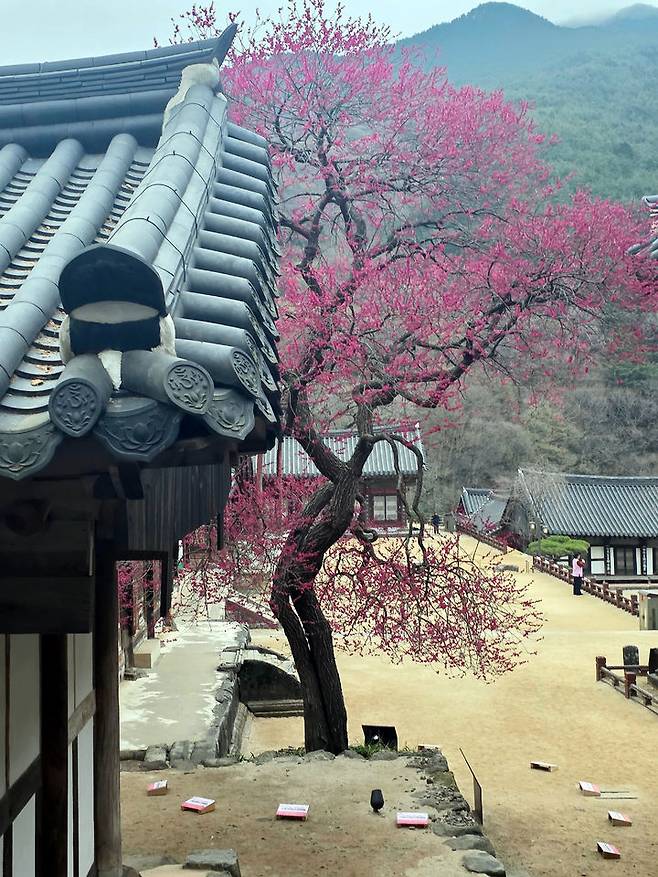 [구례=뉴시스] 구례 화엄사 화엄매가 27일 활짝 피어 있다. (사진=전남사무소 제공) 2025.03.27. photo@newsis.com *재판매 및 DB 금지