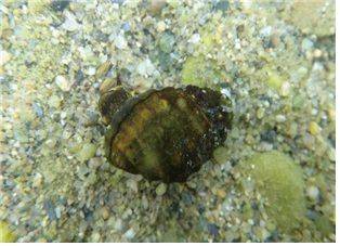 [세종=뉴시스] 염주알다슬기 모습. (사진=환경부). *재판매 및 DB 금지