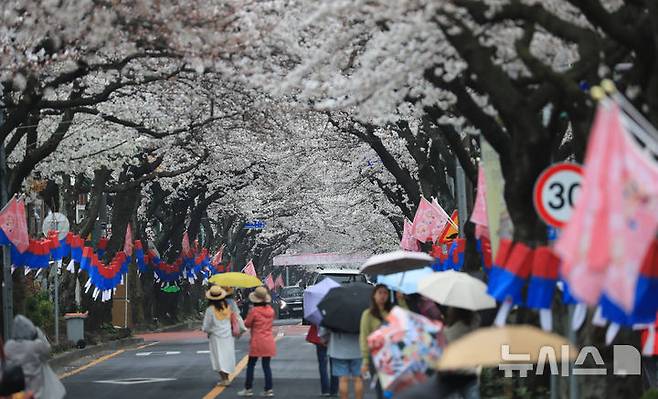 [제주=뉴시스] 우장호 기자 = 제주 전농로 왕벚꽃 축제를 하루 앞둔 27일 오후 제주시 삼도일동에서 우산을 쓴 관광객들이 벚꽃 구경에 빠져 있다. 기상청에 따르면 28일부터 온화한 날씨가 물러가고 기온이 10도 이상 떨어지는 등 당분간 '꽃샘추위'가 찾아올 것으로 전망된다. 2025.03.27. woo1223@newsis.com