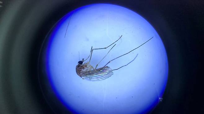 [수원=뉴시스] 채집한 작은빨간집모기. (사진=수원시 제공) 2024.08.29. photo@newsis.com  *재판매 및 DB 금지