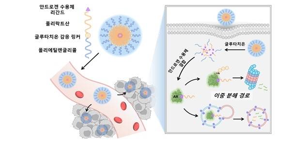 소수성 고분자 태그 기반 나노입자의 종양 축적과 이중 분해 경로를 통한 표적 단백질 분해 모식도