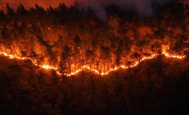 2025년 3월25일 밤 경북 의성군 단촌면 하회리에서 산불이 숲의 지표면을 따라 옮겨붙고 있다. 최병성 제공