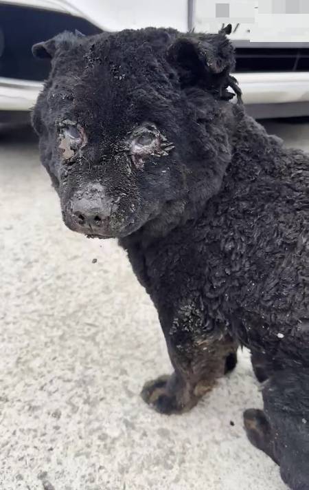 동물구조단체 사단법인 위액트가 경북 영덕 지역에서 구조한 개. 많은 아이들이 불에 타 세상을 떠났다. 살아 남은 개들도 치료가 절실한 상황이다./사진=사단법인 위액트(@we.a.c.t) 인스타그램