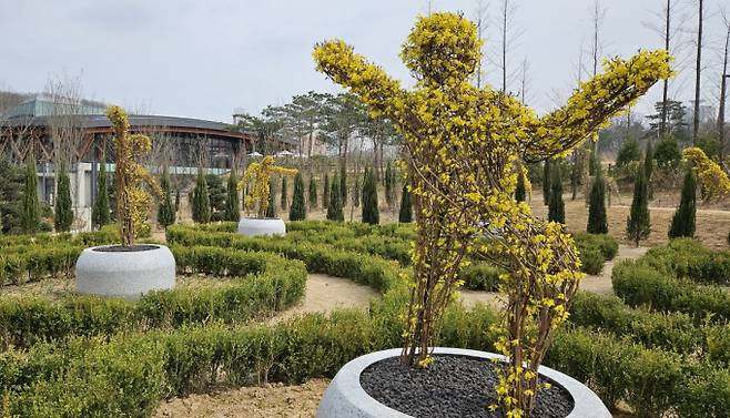 개나리가 활짝 핀 영흥수목원 토피어리 정원. /사진제공=수원시