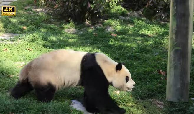 “푸공주 마실 나왔어요”[꼬리TV]