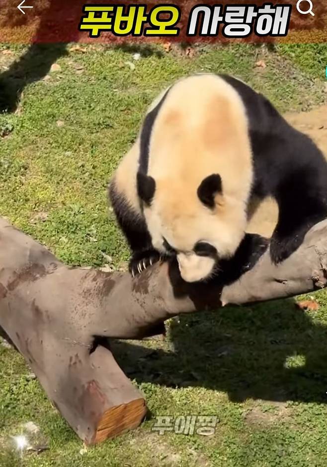 적응 되었으니 앞구르기 목표 정하고 준비자세도 신중하게.[푸애짱]