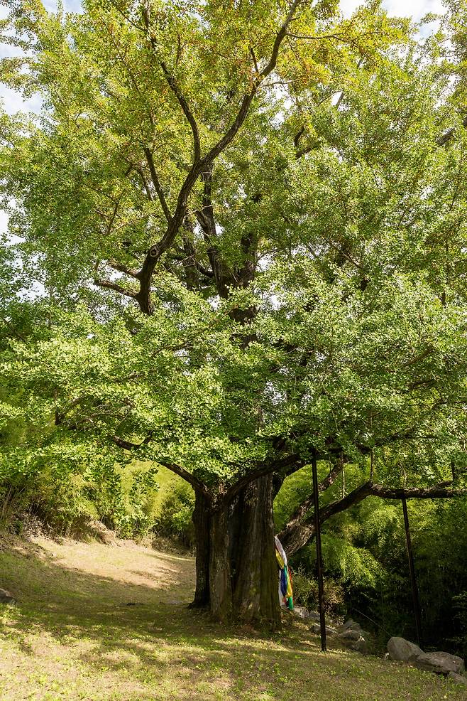 2015년 촬영된 경남도 기념물인 하동 두양리 은행나무. [국가유산포털]