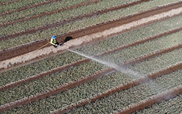 20일 오후 대구 달성군 유가읍 한 마늘밭에서 농부가 마늘 무름병 예방을 위한 방제작업을 하고 있다. 뉴스1