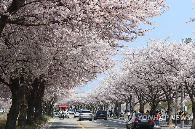 양양 벚꽃길 [연합뉴스 자료사진]