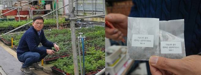 (왼쪽부터)김종갑 제주특별자치도 세계유산본부 한라산연구부 생물권지질공원연구과 연구관이 한라수목원 양묘시험포지에서 구상나무 묘목을 소개하고 있다, 양묘시험포지에서 키우는 구상나무는 대부분 한라산에서 직접 씨앗을 채집한 다음 싹을 틔운 것이다. 과학동아 제공