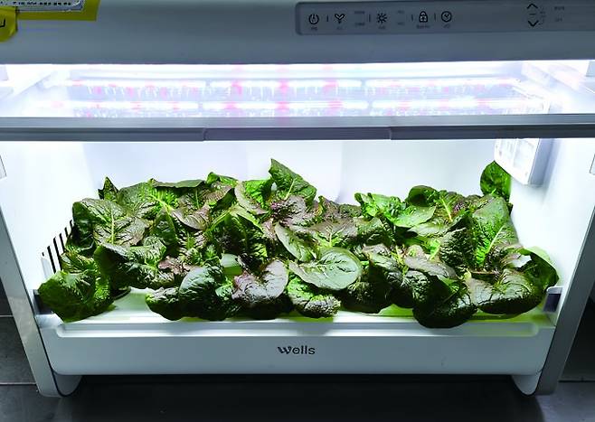 흑하랑 상추. 전라남도농업기술원 제공