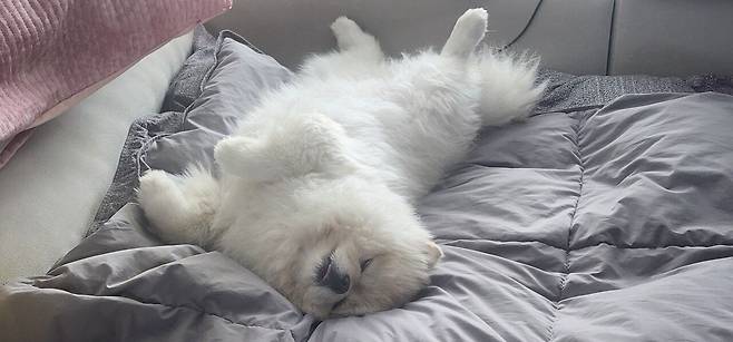 20250329_151744.jpg 기절한 울집 포메