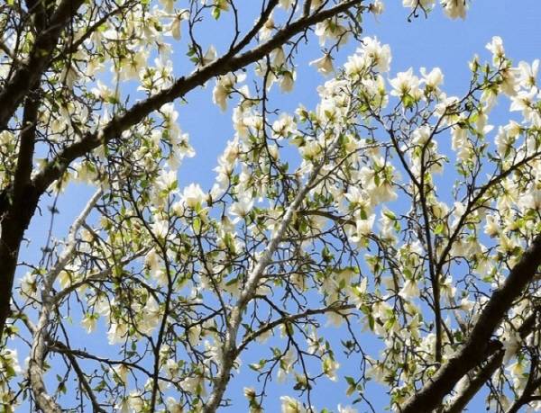 제주도와 남부지장에서 귀하게 발견되는 목련은 제주도 한라산이 국내 유일의 자생지입니다.