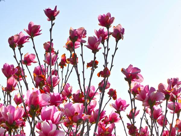 자목련은 꽃잎의 안팎이 모두 자주색입니다.