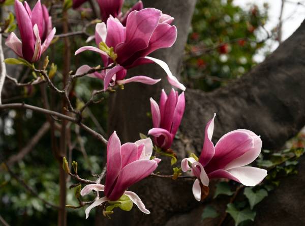 자주목련은 꽃잎의 안쪽은 흰색이고 바깥쪽은 자주색입니다.