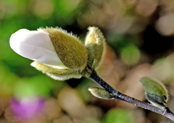 꽃잎을 감싸고 있는 눈껍질은 겨울 추위와 건조로부터 꽃잎을 보호하기 위해 치밀한 털로 무장하고있습니다. 목련의 눈껍질은 겨울 동안 세 번 이상 떨어져 나가면서 교대로 꽃잎을 지킵니다.