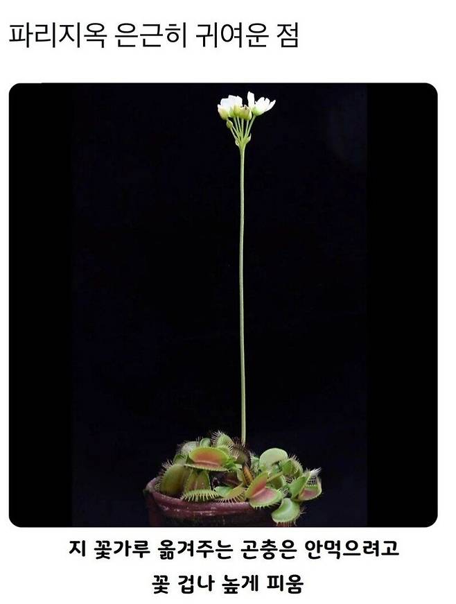 372e86cfbf387ea7638e1362d621eff685f4f12c.jpeg 파리지옥 은근히 귀여운 점...jpg