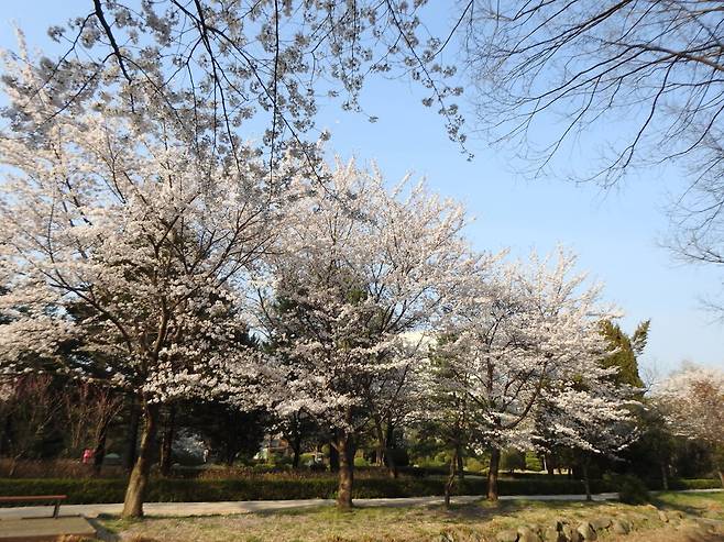 오산 물향기 수목원의 벚꽃이 활짝 핀 모습. 경기도 제공