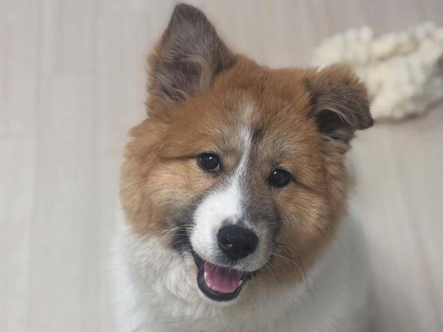 빵떡이는 이제 유치가 빠지고 귀가 서는 등 조금씩 성장하고 있다. 임시보호자는 빵떡이가 성장하는 모습을 함께할 평생 가족이 빨리 나타나면 좋겠다고 한다. 티비티레스큐 제공