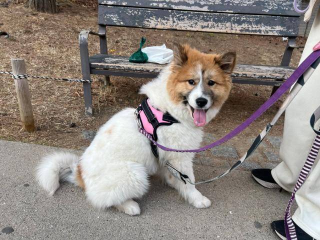 분리 불안도 없고 뭐든 빨리 배우는 빵떡이. 고은경 기자