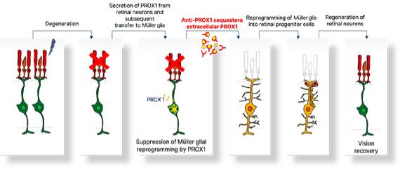 손상된 망막의 신경세포에서 분비된 PROX1 단백질이 뮬러글리아로 이동해 신경전구세포로 역분화와 신경재생을 억제한다. 뮬러글리아로 PROX1이 이동하는 것을 억제하면 뮬러글리아세포의 역분화와 신경세포 재생 과정이 재개되어 망막의 기능이 회복됐다. [사진=KAIST]