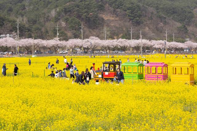 ▲ 삼척맹방유채꽃축제 /강원도민일보 자료사진