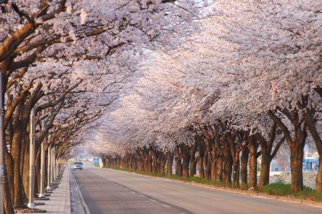 ▲ 양양 남대천 벚꽃길