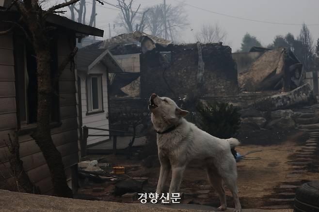 산불이 휩쓸고 간 경북 영양군 화매리에서 화마에서 살아 남은 강아지가 불에 전소된 집 앞을 지키며 있다. 이번 산불로 화매리 등 영양군에서는 현재까지 7명이 숨진 것으로 확인됐다. 영양 | 성동훈 기자