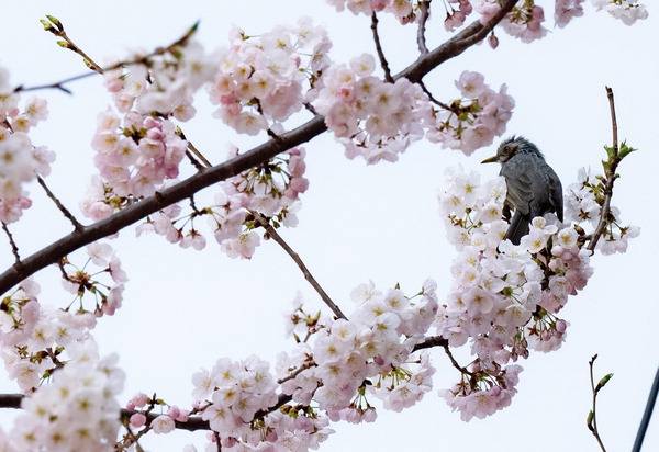 벚꽃놀이 VIP석- 30일 부산 부산진구 동의대학교 앞 벚나무에 새 한마리가 앉아 있다. 부산기상청은 내달 초 부산지역 벚꽃이 만개할 것으로 전망했다.  전민철 기자 jmc@kookje.co.kr