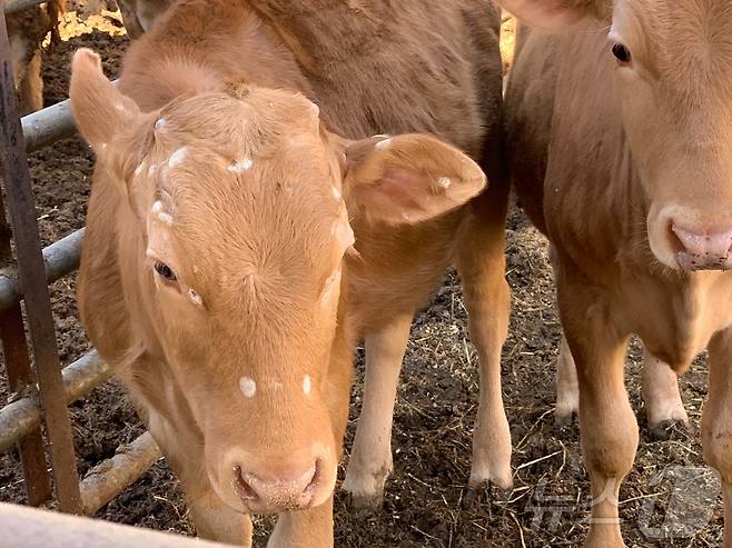 농진청은 국립수산과학원과 공동 연구를 통해 수산 생물에서 소 버짐병 치료에 효과적인 신규 항곰팡이 물질을 확인, 기술 이전을 완료했다고 31일 밝혔다. 사진은 소 버짐병 걸린 소(농진청 제공. 재판매 및 DB금지)2025.3.31/뉴스