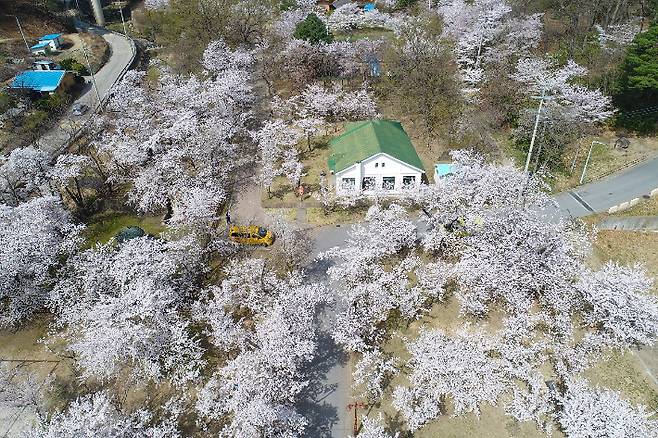 구 상수시설 인근에 활짝핀 벚꽃. 동해시 제공
