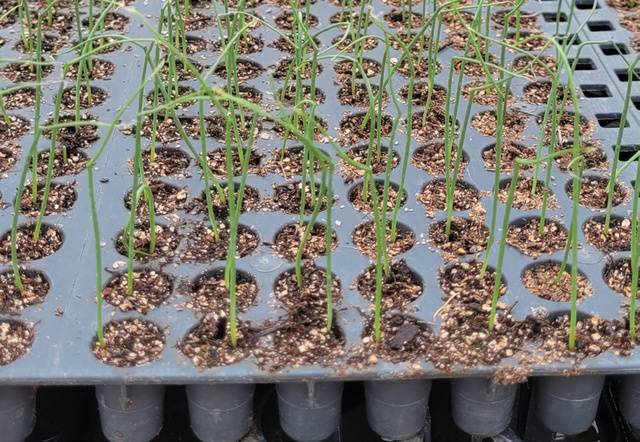 양파 모종을 바닥에서 띄워 재배하는 공중 육묘를 하면 노지보다 짧은 45일 만에 모종을 생산할 수 있다.