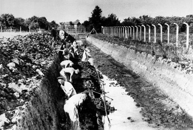 ▲ 나치 수용소에서 도랑 파는 일에 동원된 수감자들. 육체노동을 하던 기능공이나 기술자들과 달리 지식인들은 수용소의 힘든 노예노동을 견뎌내기 어려웠다. ⓒ위키미디어