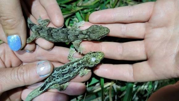 세계 최장수로 추정되는 60대 와이타하 도마뱀(Waitaha gecko). 뉴질랜드 자연보호부