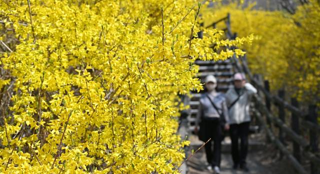 기온이 큰 폭으로 오르며 평년 수준을 회복한 31일 서울 성동구 응봉산에서 시민들이 노랗게 만개한 개나리들을 따라 둘레길을 걷고 있다.