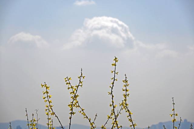 기온이 큰 폭으로 오르며 평년 수준을 회복한 31일 서울 성동구 응봉산에 둘레길을 따라 개나리들이 노랗게 만개해 있다.