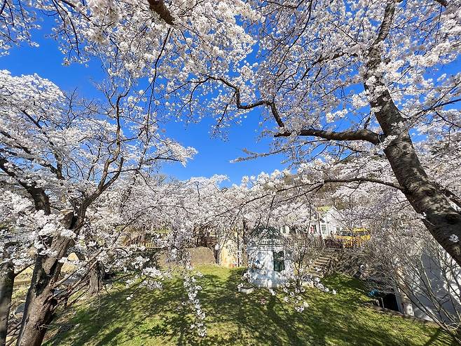벚꽃 만개한 부곡동 수원지 [동해시 제공. 재판매 및 DB 금지]