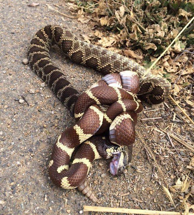 왕뱀이 방울뱀을 잡아먹기 위해 머리를 물고 질식시키고 있다./Santa Monica Mountains National Recreation Area Facebook