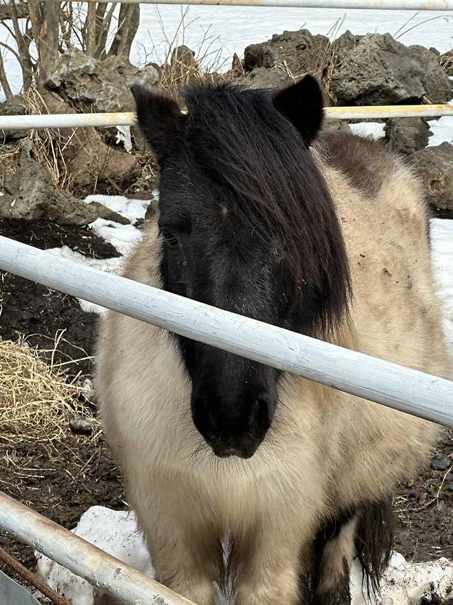 Internet_20250401_193216_2.jpeg 제주도에서 희찬이형 만남