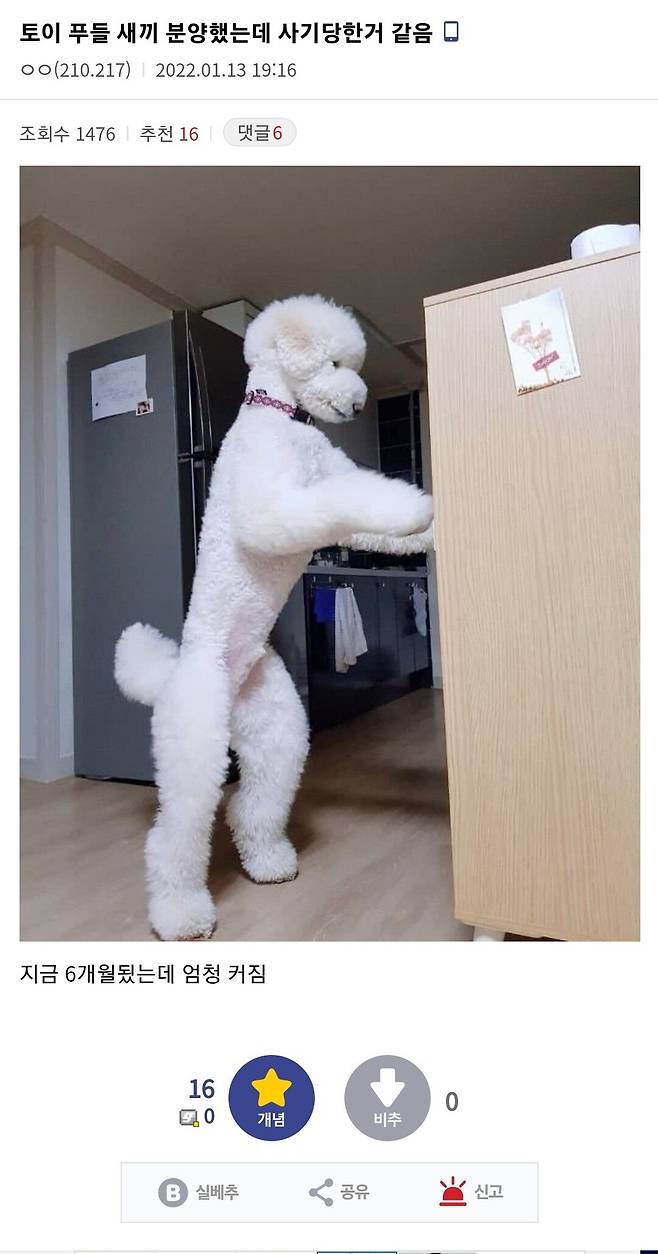 강아지 분양사기 당한 디씨인