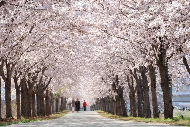 ▲ 벚꽃이 만개한 전천 제방길 모습.