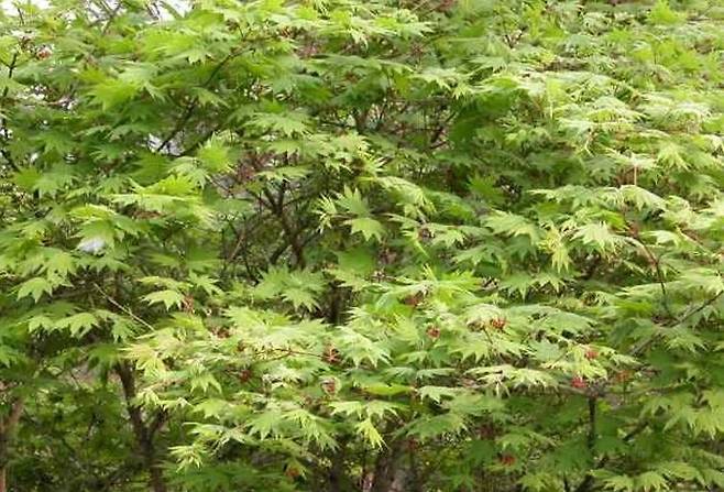 전국 산에서 흔히 볼 수 있는 당단풍나무 추출물에서 식욕 억제 효능이 확인됐다. /사진=국립낙동강생물자원관