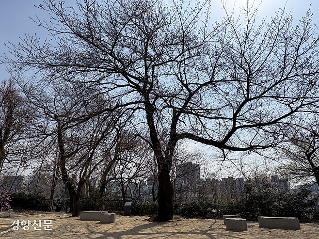 31일 서울 종로구 서울기상관측소 마당에 계절 관측표준목인 왕벚나무가 서 있다. 오경민 기자