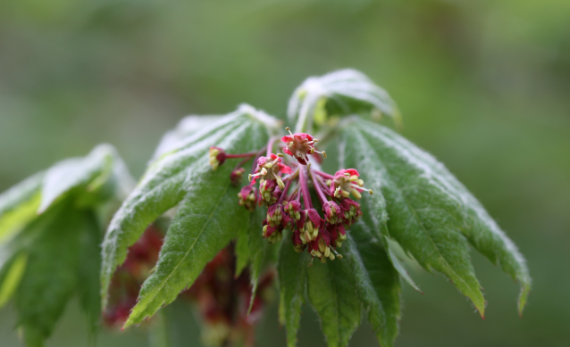 당단풍나무. 환경부 제공