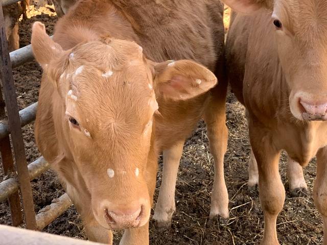 머리 부위에 소 버짐병을 앓는 소. 농촌진흥청