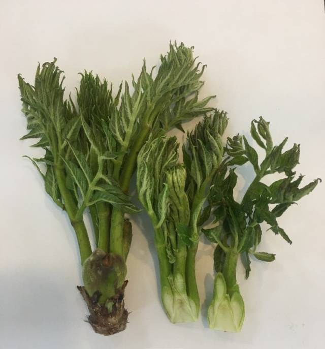 참두릅. 사진=농촌진흥청 제공