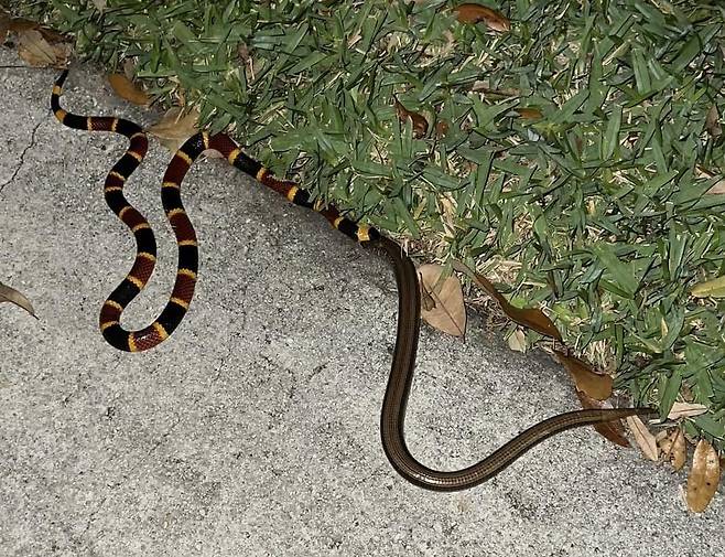 산호뱀이 제 몸뚱이만한 무족도마뱀을 마비시킨 뒤 통째로 삼키고 있다./Kevin Frugé. South Florida Wildlands Association Facebook